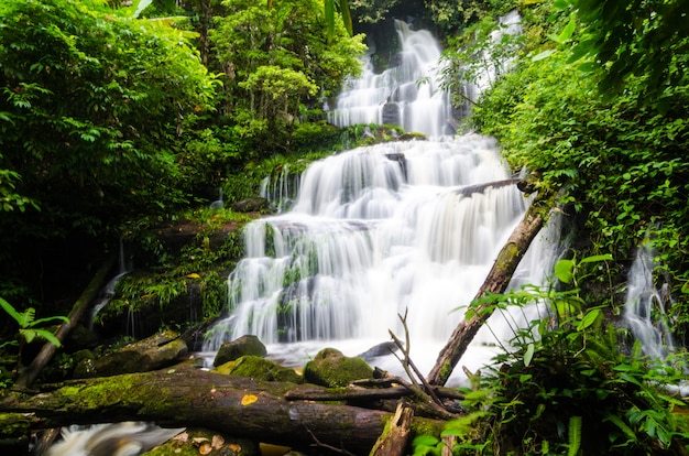 Naturlandschaft des im Wald versteckten Wasserfalls