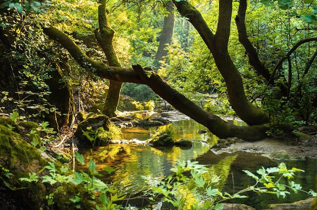 Naturlandschaft eines Gebirgsflusses im Dschungel.Türkei.