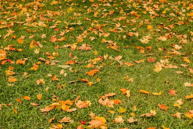 Naturlandschaft - Herbstpark herein mit goldenen Herbstbäumen im sonnigen Wetter, malerische Herbstlandschaft des Parks unter sonnigem Abendlicht.