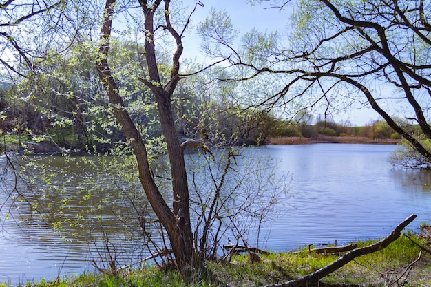 Naturlandschaft im Vorfrühling mit Bäumen und Wasser