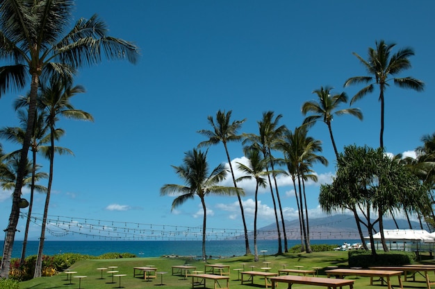 Naturlandschaft in hawaii tropischer strand mit palme im kristallklaren meer