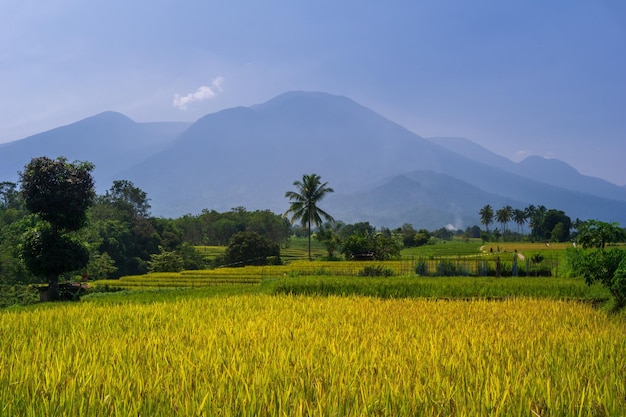 Naturlandschaft Indonesiens mit wunderschönen Reisfeldern auf der Bergkette von Sumatra