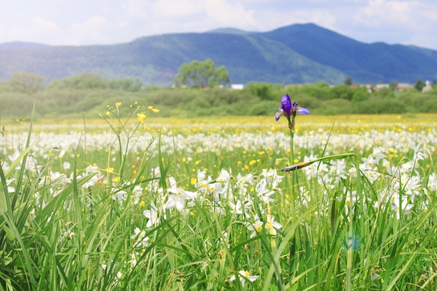 Naturlandschaft mit blühender Wiese der weißen wild wachsenden Narzissenblüten. Narzisstal in den ukrainischen Karpaten, Khust Frühling in den Bergen.