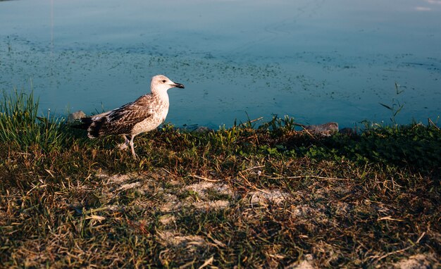 Naturlandschaft mit Flusswasserufer und gehendem Möwenvogel