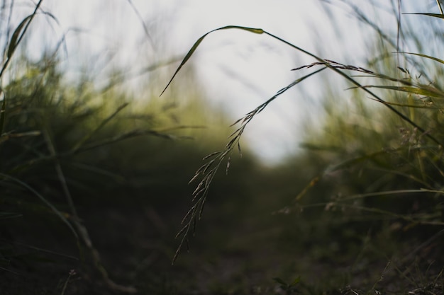 Naturlandschaft mit grünen Grashalmen aus nächster Nähe auf dem Land Schöne Naturlandschaft mit stark verschwommenem Hintergrund