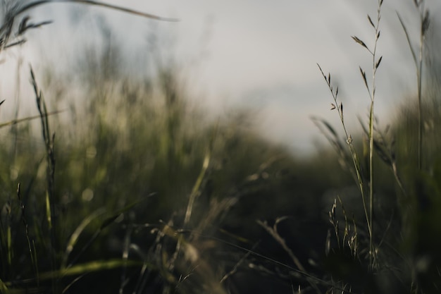 Naturlandschaft mit grünen Grashalmen aus nächster Nähe auf dem Land Schöne Naturlandschaft mit stark verschwommenem Hintergrund