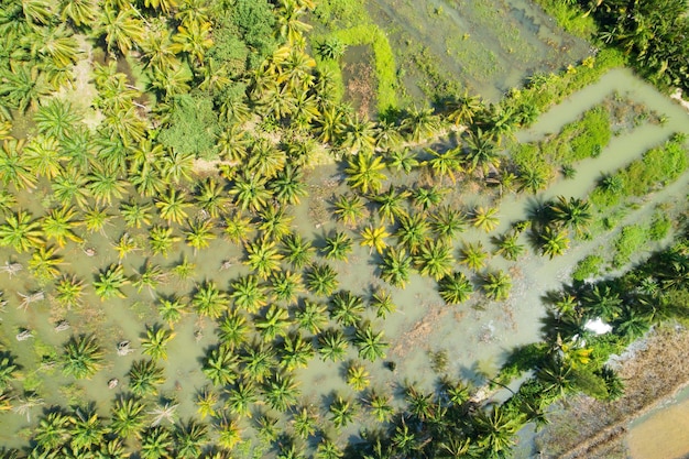 Naturlandschaft Naturteich mit Kokospalmen oder Palmen Üppige grüne Bäume in thailand Grüne Luftaufnahme oder Draufsicht