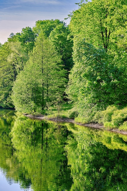 Naturlandschaft von Bäumen, die sich im Wasser eines Waldsees spiegeln