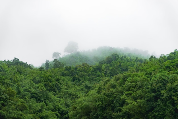 Naturlandschaftsansicht des tropischen Regenwaldes, Nationalpark Khao Yai, Thailand