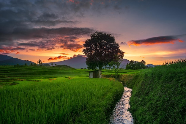 Naturpanorama von grünen Reisfeldern und fließendem Wasser in den Bergen der ländlichen Gegend Indonesiens mit Sonnenaufgang