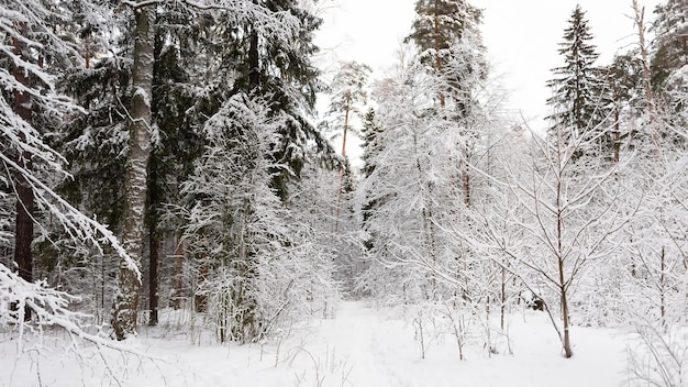 Naturpark Schönheit liegt in der Natur Winterzeit Bäume im Schnee