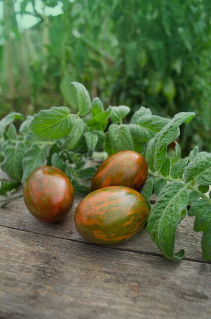 Naturprodukt-Konzept Makro-Lebensmittel-Hintergrund Frische organische saftige Tomaten Naschkatzen Frische reife köstliche Tomaten auf Holztisch