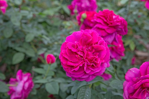 Naturrosa Rosenblume mit grünen Blättern