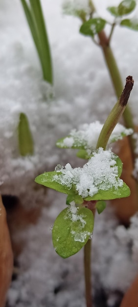 Naturschnee-Hintergrundfoto des Winterthemas