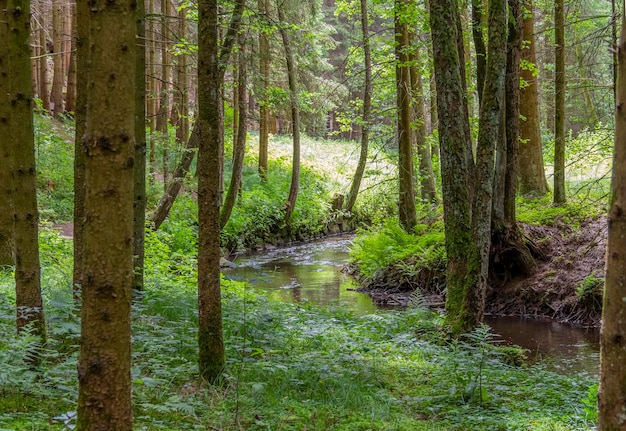 Naturschutzgebiet im Bayerischen Wald