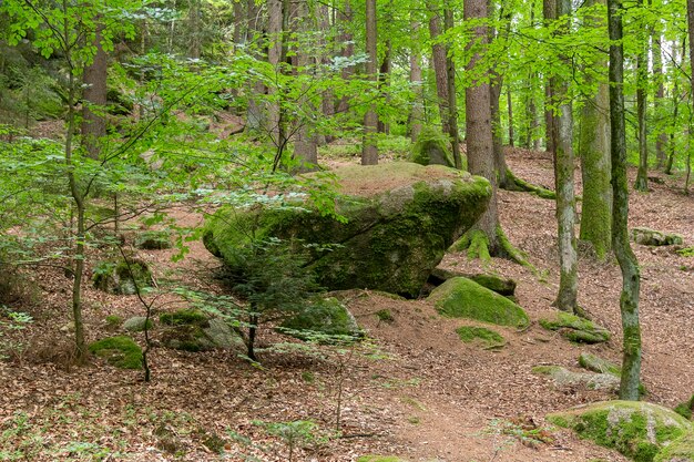 Naturschutzgebiet im Bayerischen Wald