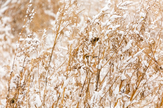 Naturschutzgebiet nach Neuschnee am Morgen.