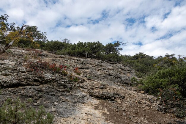 Naturschutzgebiet Wacholderhain auf der Halbinsel Krim schöne Landschaft mit Nadelbäumen