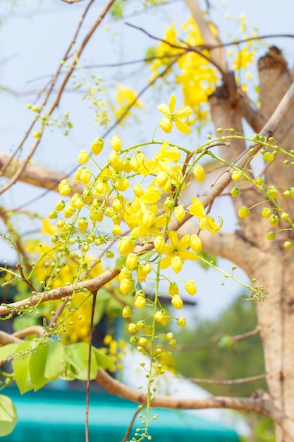 Natursekt Sommer blüht schön