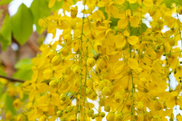 Natursektblumen Cassia fistulosa Baum