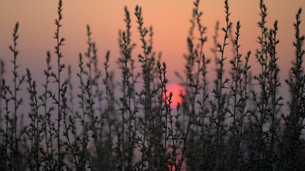 Naturszene am Abend. Blick durch das Gras zum roten Sonnenuntergang