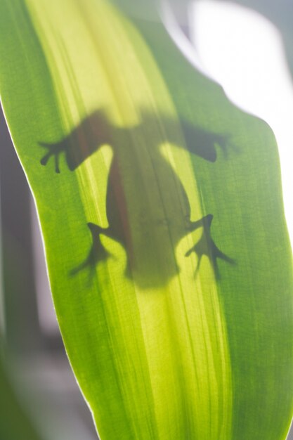 Naturszene Frosch auf einem hinterleuchteten Blatt