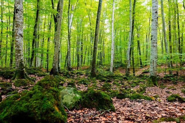 Naturtabelle des Herbstwaldes der Buchen