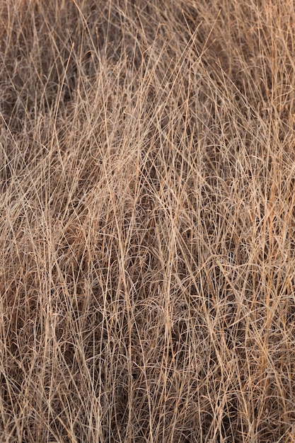 Naturtextur von trockenem Gras