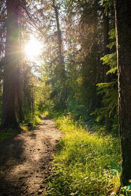 Naturwald Wanderweg Landschaft Fenland Trail im Sommer sonniger Tag Banff Nationalpark Kanada