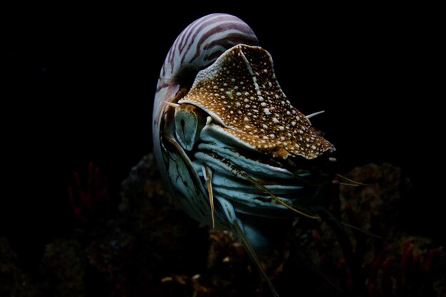 Nautilus bajo el agua sobre fondo negro de cerca