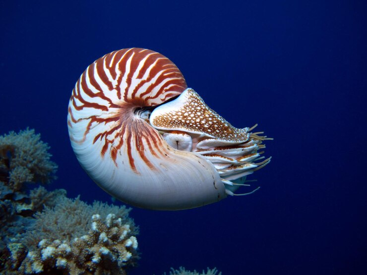 Foto nautilus in der offenen meeres erstaunlichen unterwasserwelt von palau