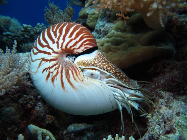 Nautilus en mar abierto Increíble mundo submarino de Palau