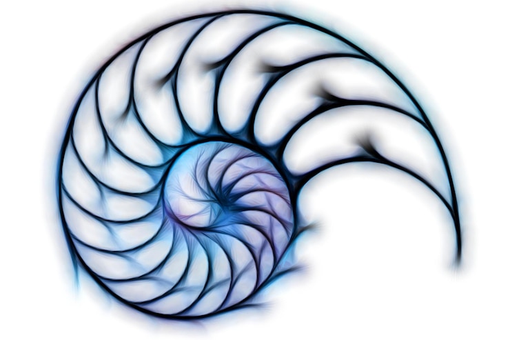 Foto nautilus shell