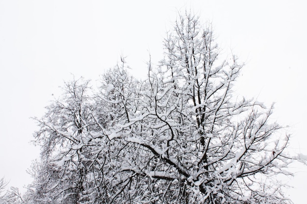 Navidad y Año Nuevo La nieve le dio a los árboles calidez y belleza.