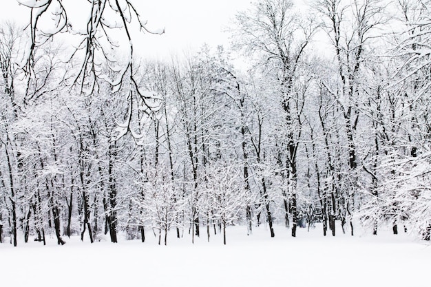 Navidad y Año Nuevo Pacificación del parque de la ciudad envuelto en un manto de nieve