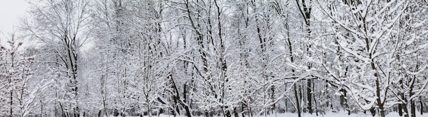 Navidad y Año Nuevo Paisaje invernal Afueras del bosque nevado