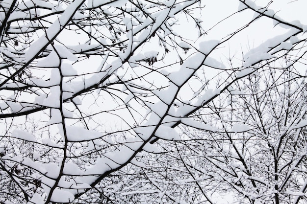 Navidad y Año Nuevo Paisaje invernal Colorido crucigrama de ramas nevadas