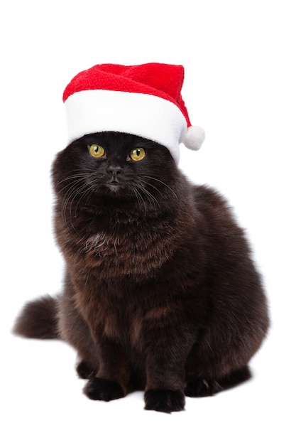 Navidad bkack cat en santa sombrero rojo aislado