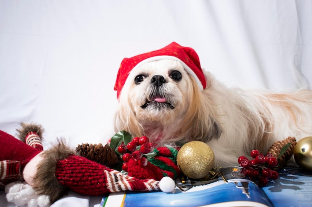 navidad con mi mascota