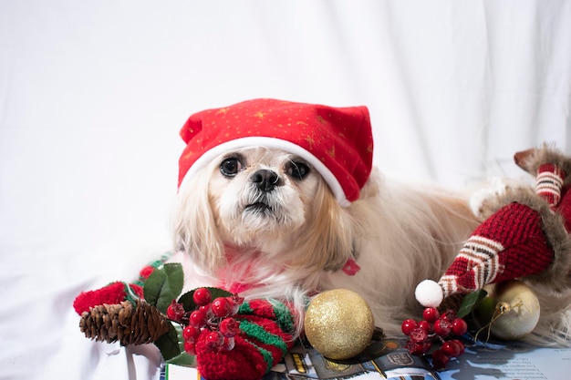 navidad con mi mascota