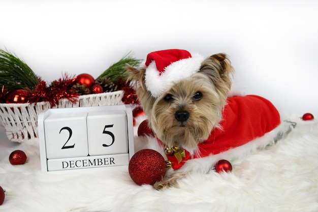 Navidad. Perro yorkshire terrier disfrazado de santa claus y calendario del 25 de diciembre