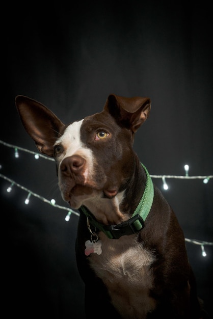 Navidad Pitbull fondo negro