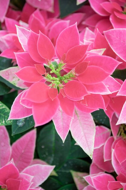 Navidad roja flores rojas en macetas se reúnen y brillantes y felices