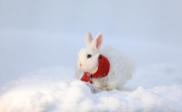 Navidad, Santa Claus conejo blanco en la nieve.