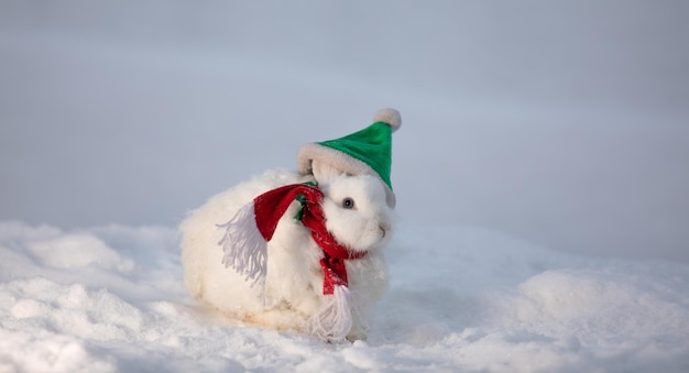 Navidad, Santa Claus conejo blanco en la nieve.