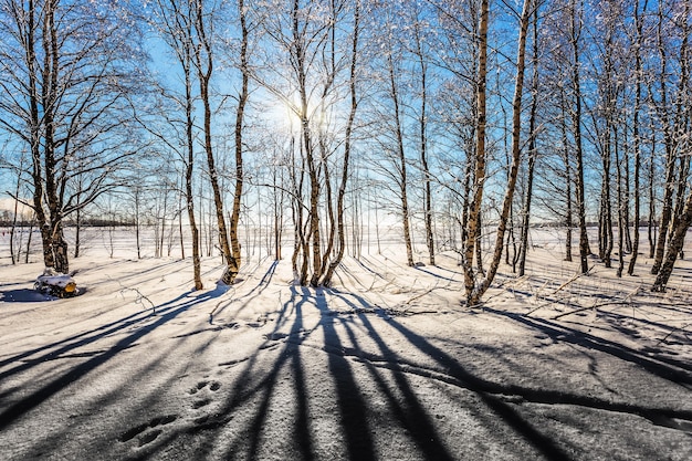 Navidad Transparente aire frío de abedul bajo la nieve Invierno en el Ártico