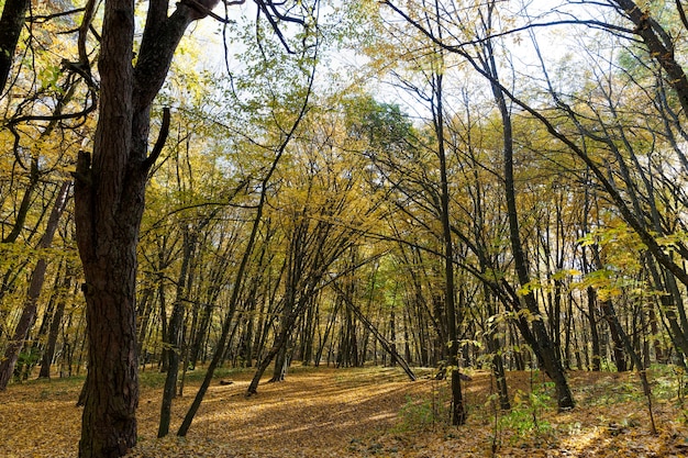 Ändern der Farbe von Ahorn in der Herbstsaison