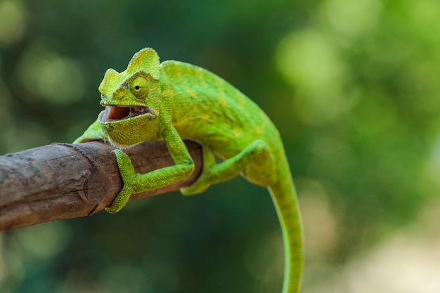 Índia camaleão verde