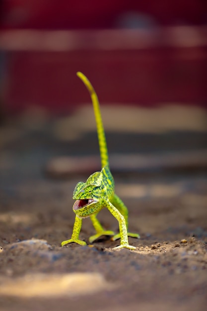 Índia camaleão verde