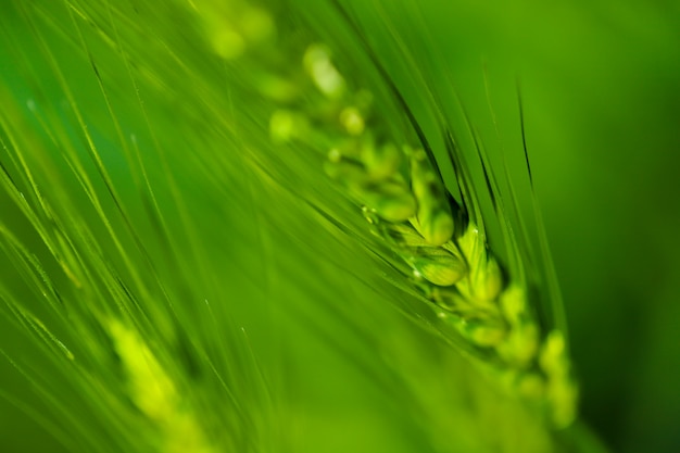 Índia de fazenda de trigo verde